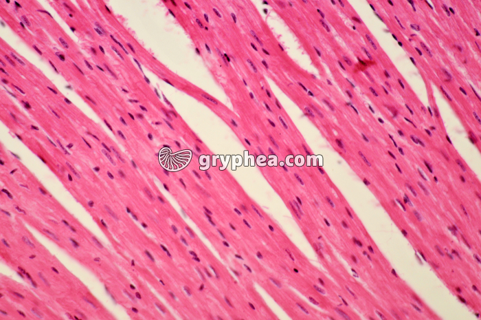 Mucle cardiaque CL x100 - gryphea.com